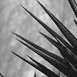 SOPHIA'S GARDEN thumbnail