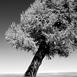 XINJIANG FOREST thumbnail
